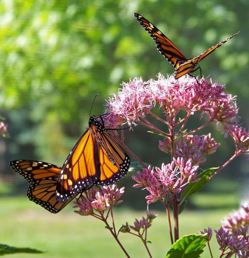 Joe Pye Weed Feeds Fall Monarchs Joe Pye Weed Feeds Fall Monarchs