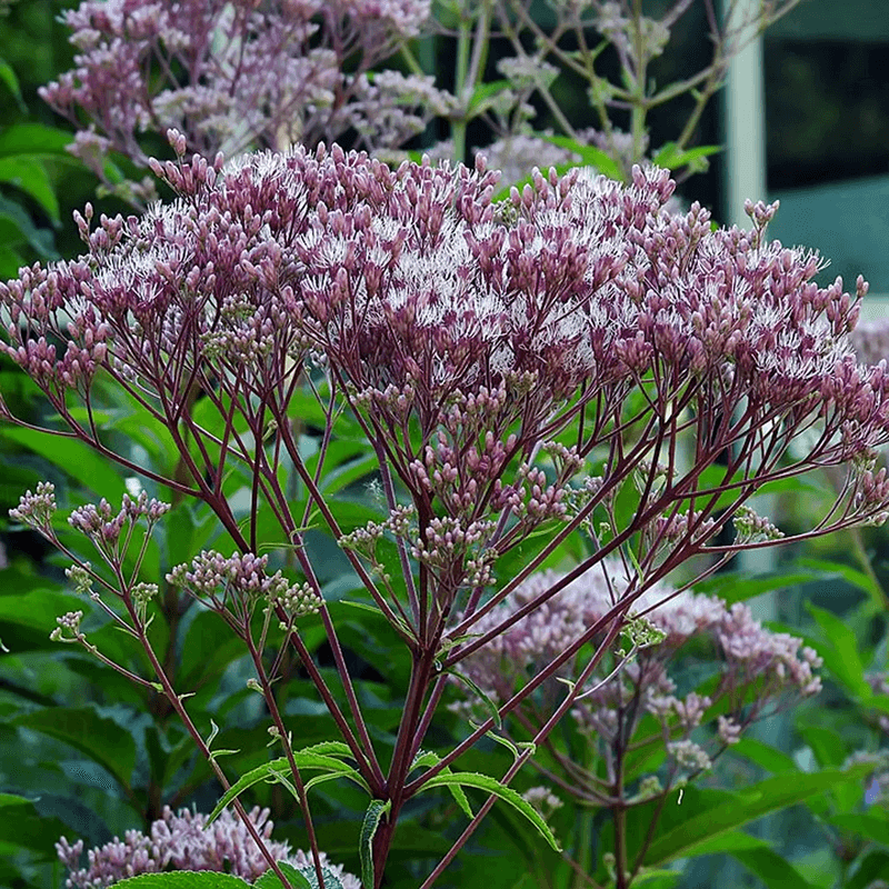 Joe Pye Weed Turns Wet Clay Into An Asset