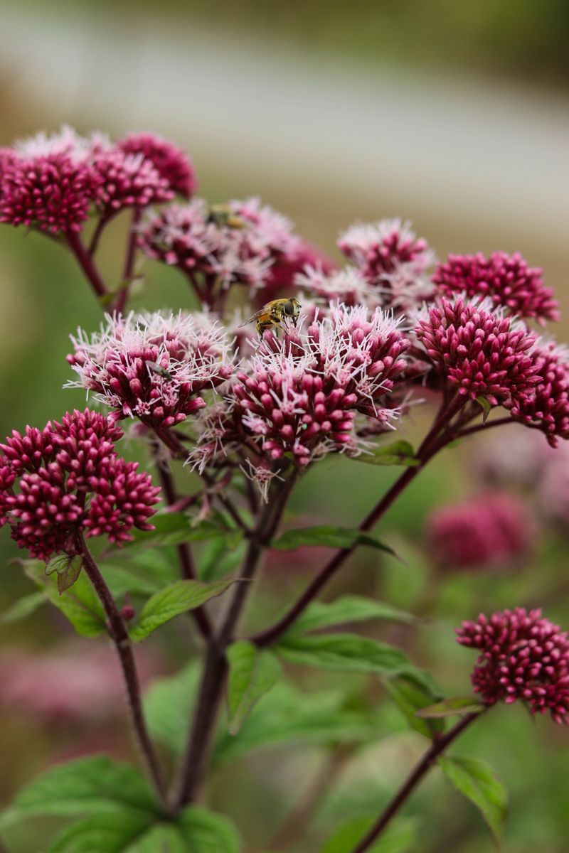 Joe Pye Weed Joe Pye Weed