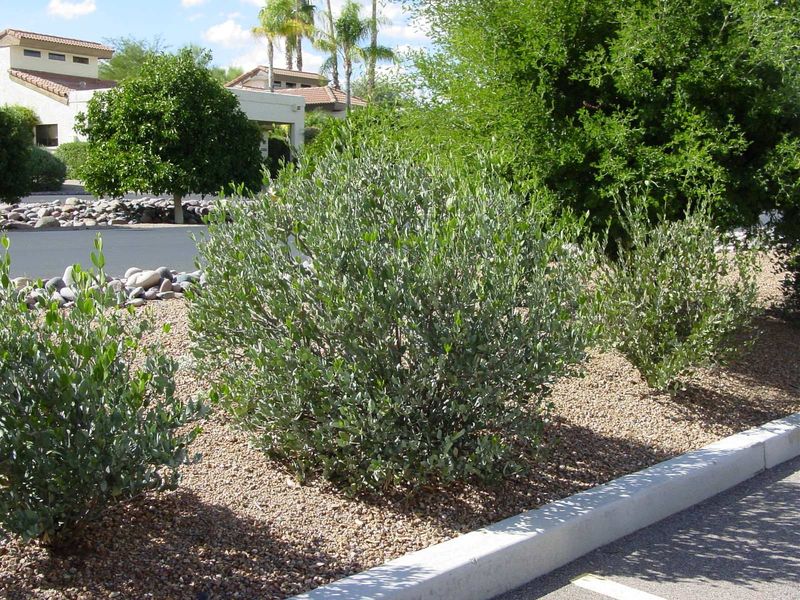 Jojoba Builds Deep Roots Before Winter