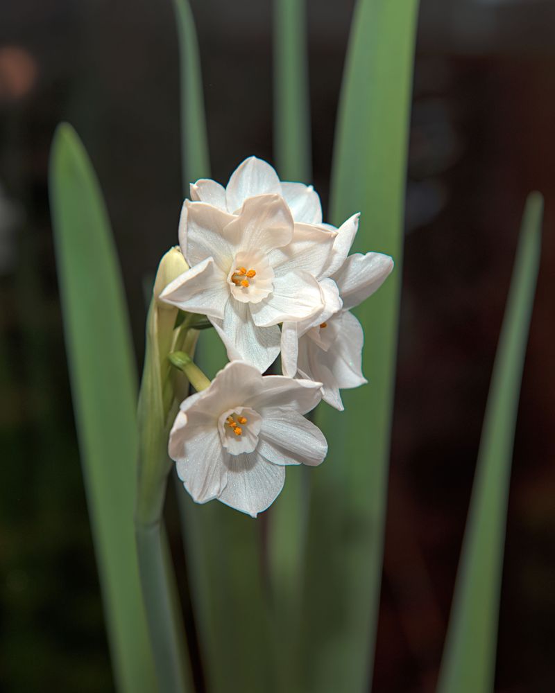 Jonquil And Tazetta Types Thrive Best Statewide Jonquil And Tazetta Types Thrive Best Statewide