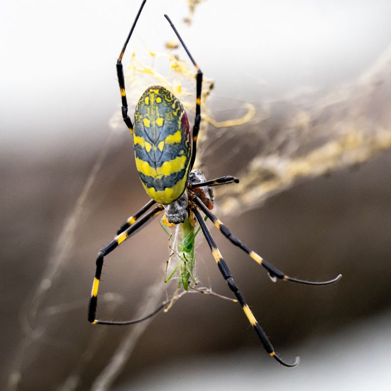 Joro Spiderlings Have Grown Rapidly Since Spring
