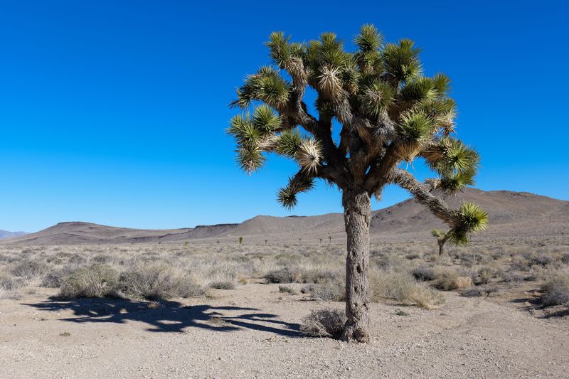 Joshua Tree