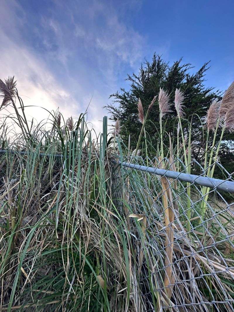 Jubata Grass Is Already State-Regulated
