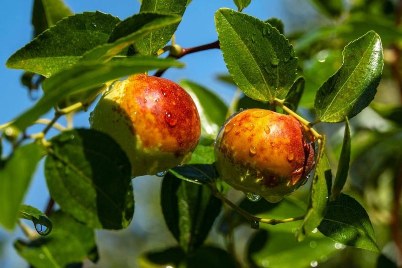 Jujube Has Relatively Few Major Pest And Disease Problems Jujube Has Relatively Few Major Pest And Disease Problems