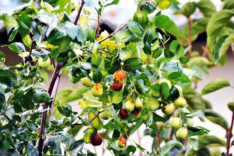 Jujube Performs Best In Hotter, Drier Parts Of Texas Jujube Performs Best In Hotter, Drier Parts Of Texas