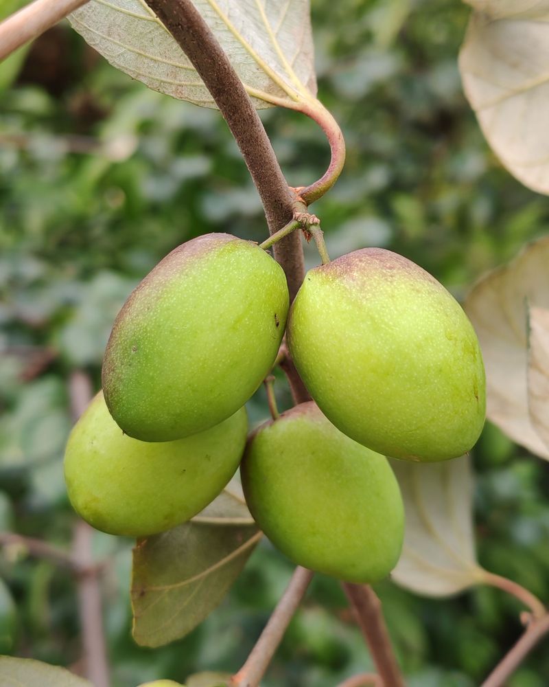 Jujube Trees Ask For Almost Nothing