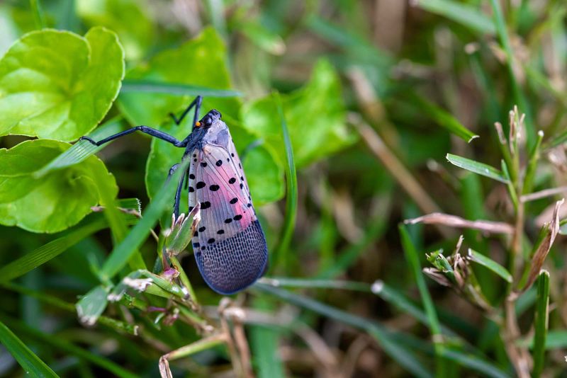 July Brings The Shift From Nymphs To Adults