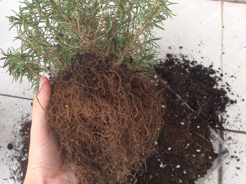 July Browning Usually Starts At The Roots July Browning Usually Starts At The Roots