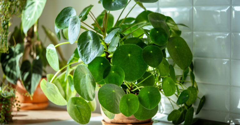 houseplant indoor