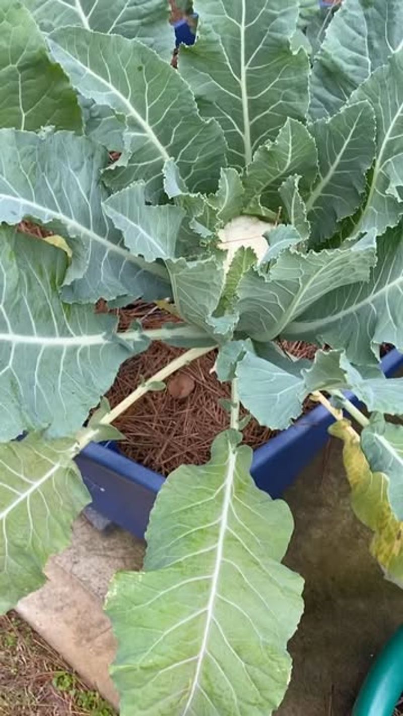July Gives Cauliflower Time To Become A Strong Transplant July Gives Cauliflower Time To Become A Strong Transplant