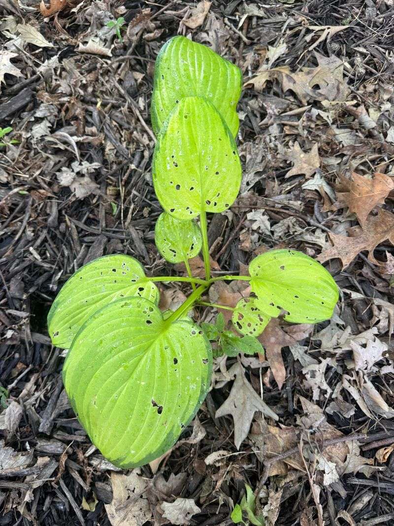 July Heat And Humidity Turn Missouri Hostas Into A Slug Target July Heat And Humidity Turn Missouri Hostas Into A Slug Target