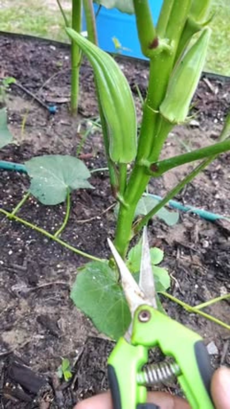 July Heat Makes Okra Grow Fast July Heat Makes Okra Grow Fast