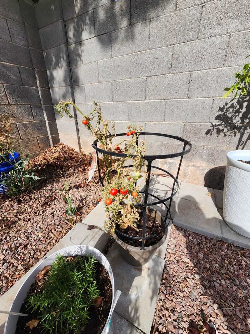 July Heat Makes Outdoor Tomato Starting Difficult