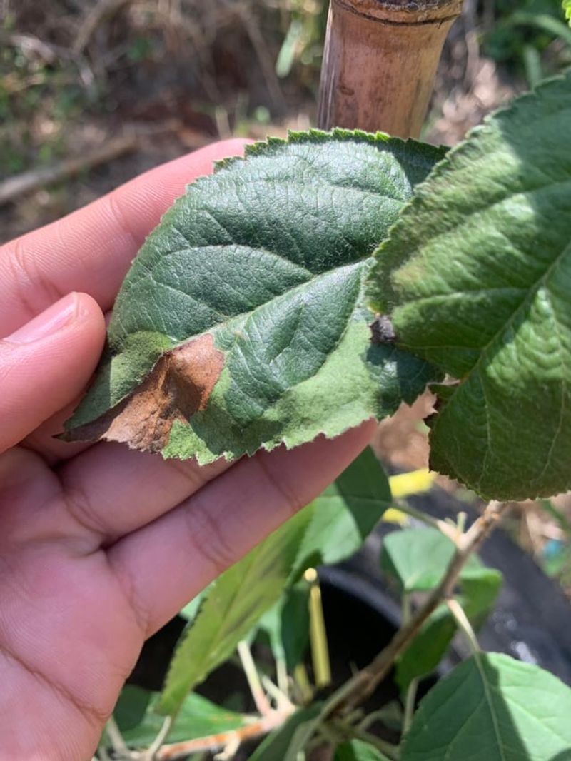 July Heat Makes Pruning More Stressful