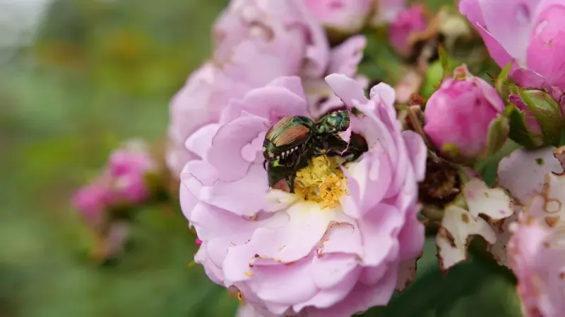 July Is Peak Adult Beetle Season July Is Peak Adult Beetle Season