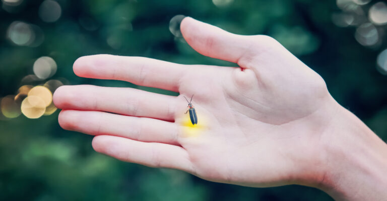 firefly