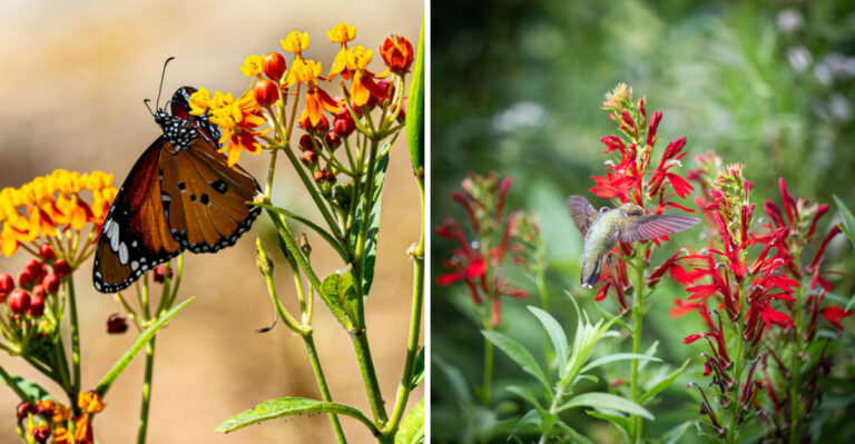 July Is The Best Month To Plant These Hudson Valley Natives
