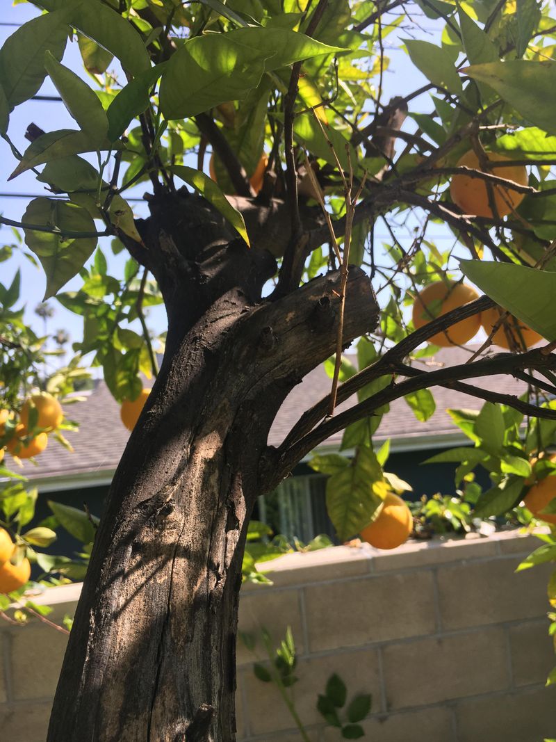 July Pruning Leaves Branches Exposed To Intense Sun July Pruning Leaves Branches Exposed To Intense Sun
