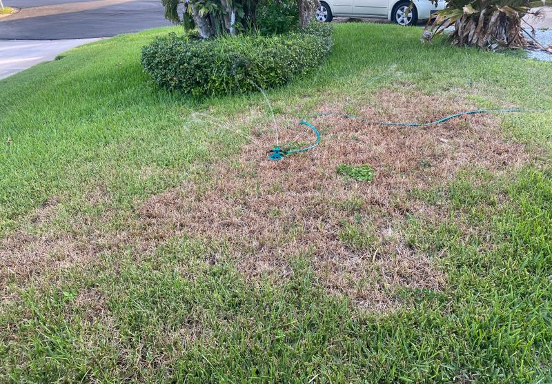 July Rain Makes Disease Easier To Miss July Rain Makes Disease Easier To Miss