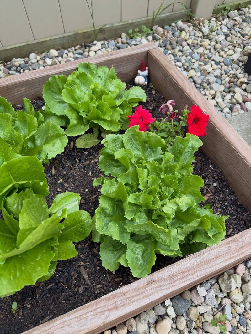 July Seedbeds Can Be Protected From Summer Heat