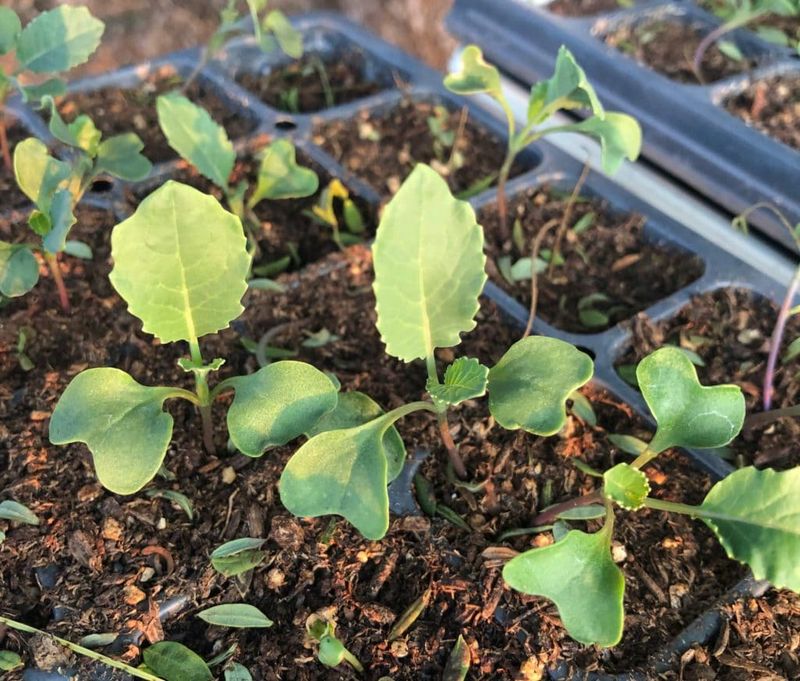 July Seeding Produces Transplants For August July Seeding Produces Transplants For August