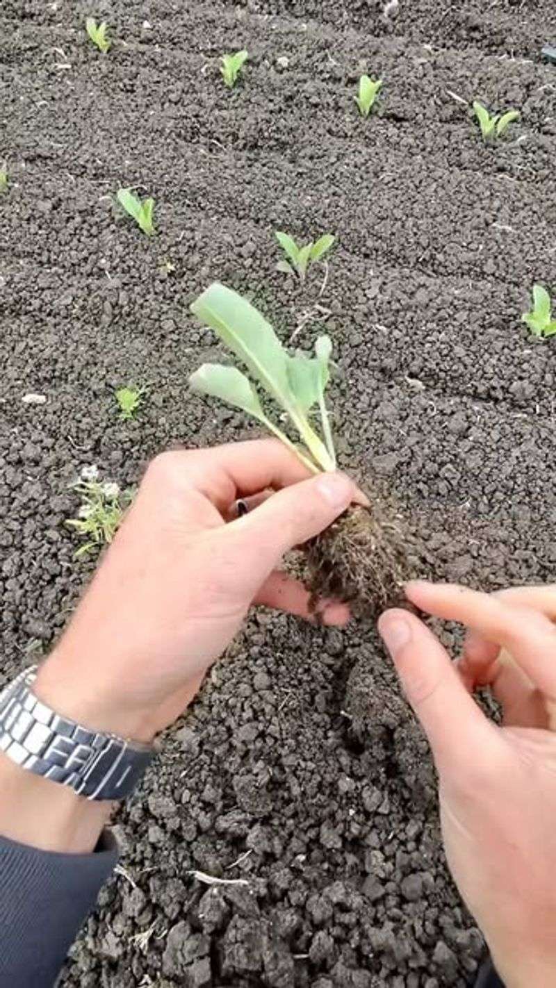 July Starting Helps Gardeners Avoid Weak Late Seedlings July Starting Helps Gardeners Avoid Weak Late Seedlings