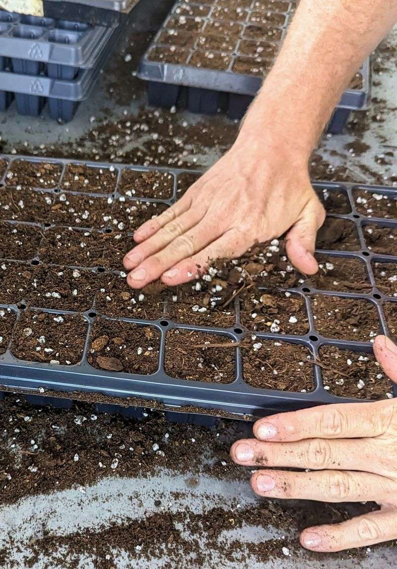 July Starts Seeds; August Moves Plants