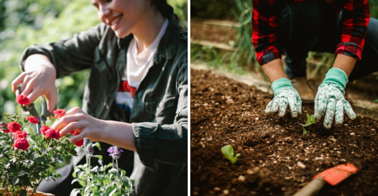 July Tasks That Make Fall Cleanup Simple For Missouri Gardeners