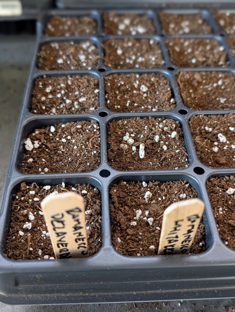 July Timing Builds Transplants