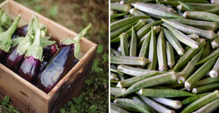July’s Best Tennessee Harvest Starts With Feeding These Vegetables Smart