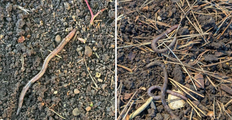 Jumping Worms Are Spreading Through Connecticut Gardens, And The Signs Are Hard To Miss