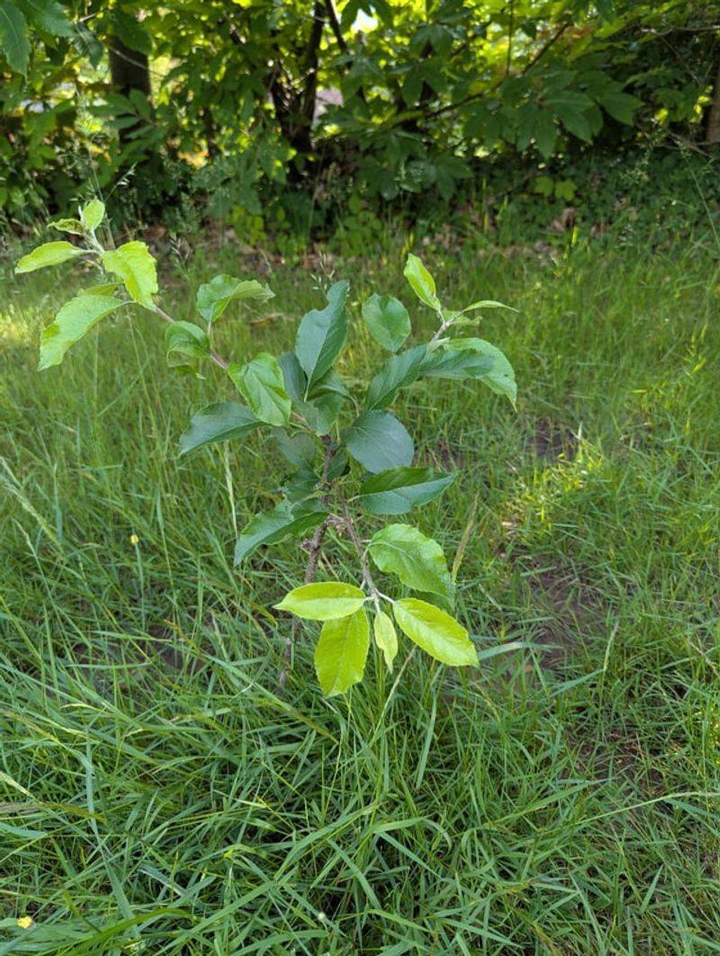 June: Train New Growth Carefully June: Train New Growth Carefully