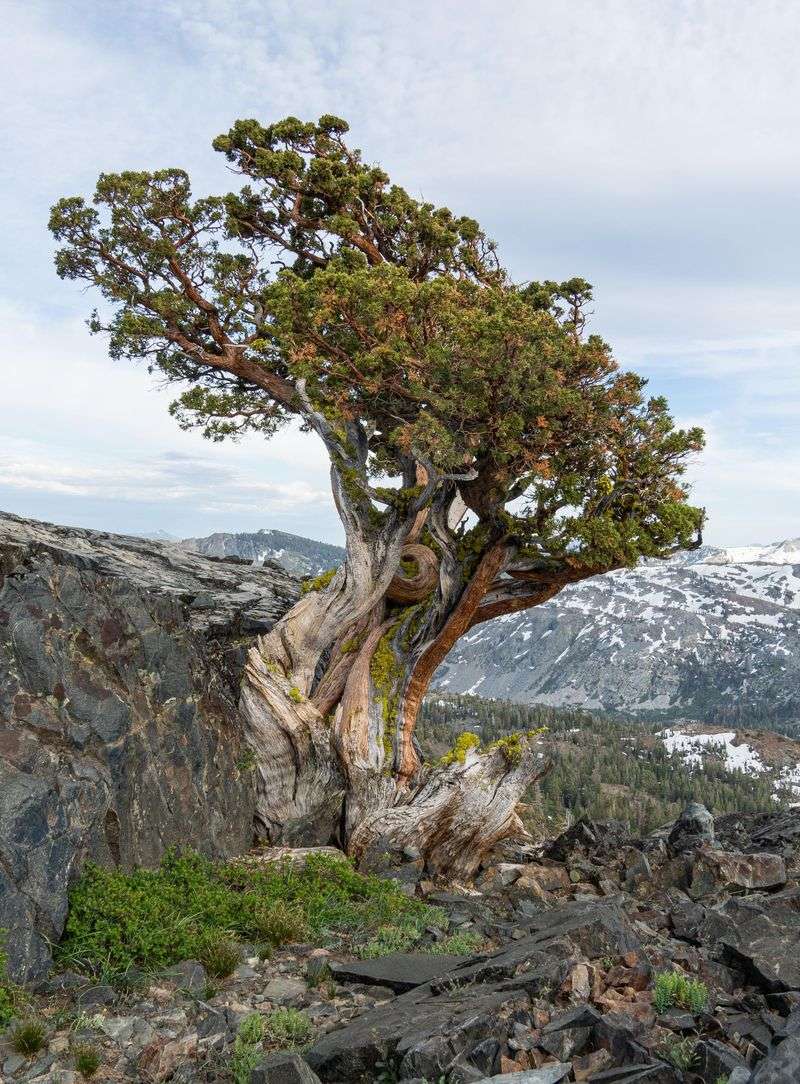 Juniper Juniper