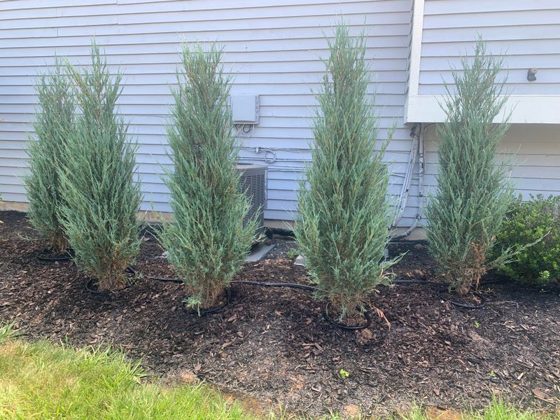 Juniper Creates Dense, Flammable Growth Nearby Juniper Creates Dense, Flammable Growth Nearby