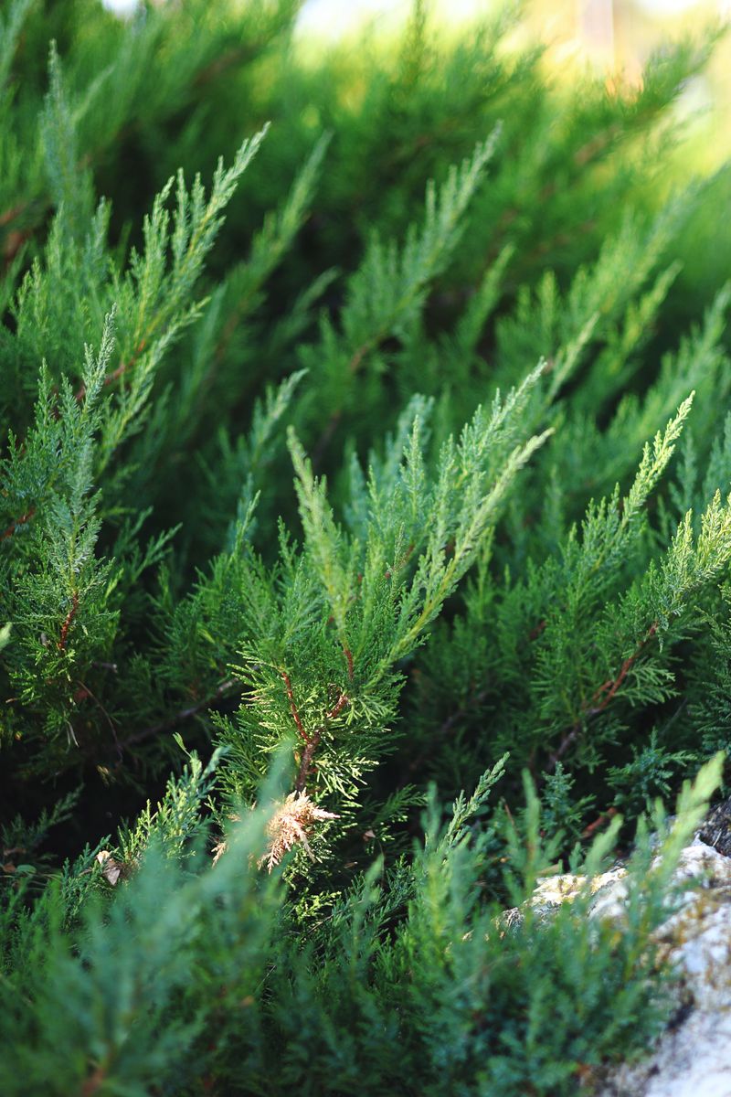 Juniper Juniper