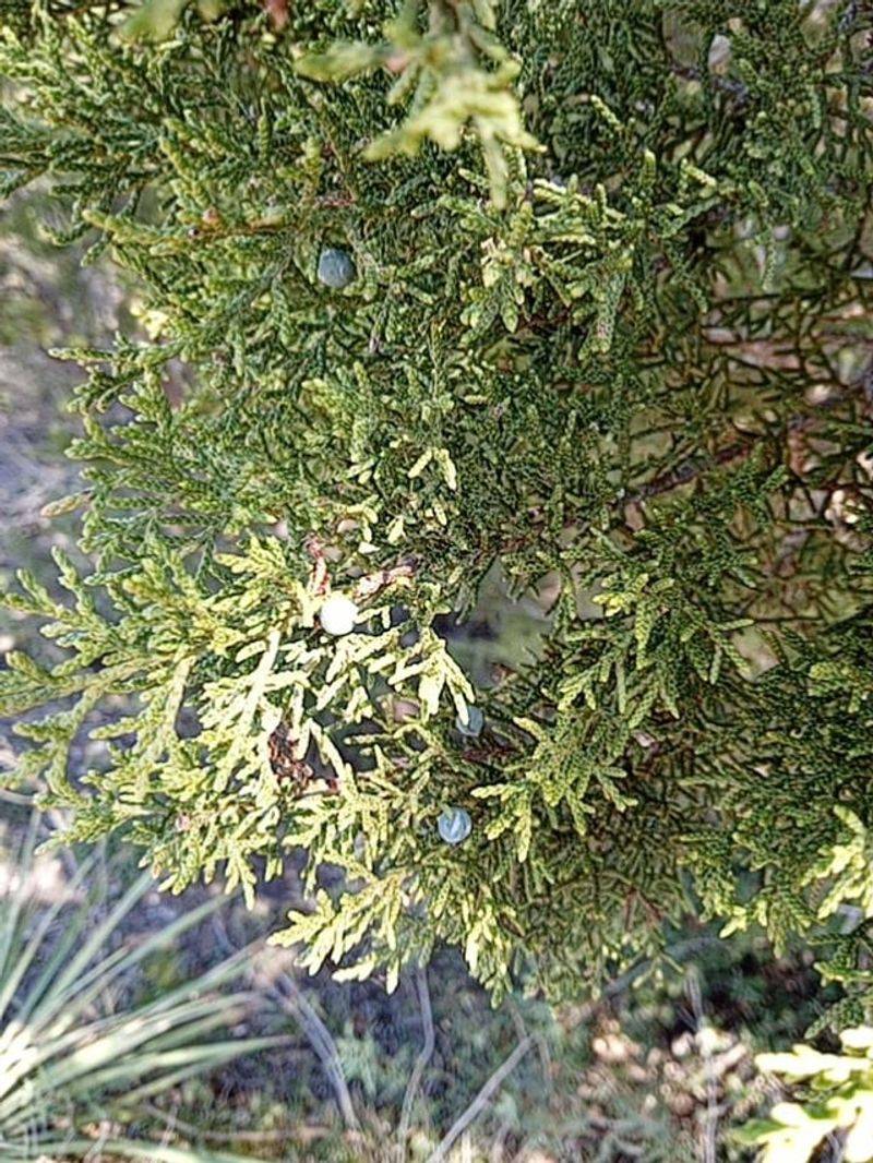 Junipers Burn Extremely Fast During Wildfires
