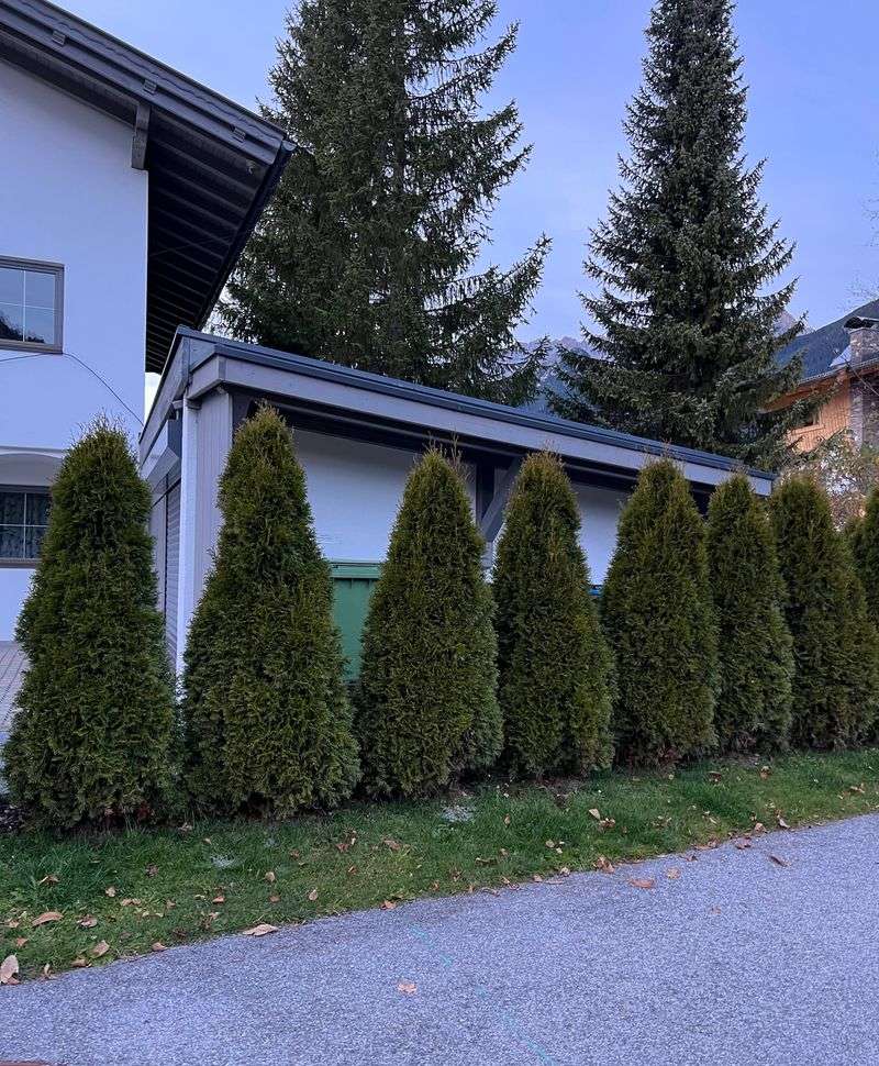 Junipers Near Windows Raise The Stakes Junipers Near Windows Raise The Stakes