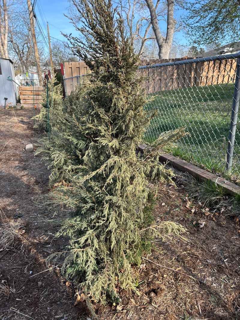 Junipers Under Windows Burn Too Easily