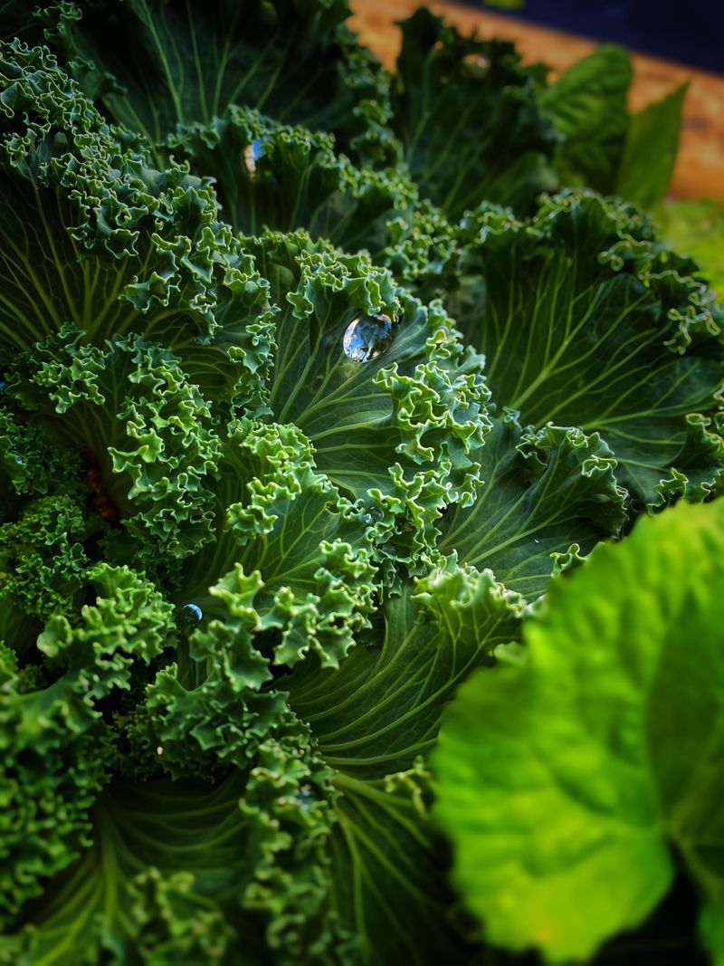 Kale Kale