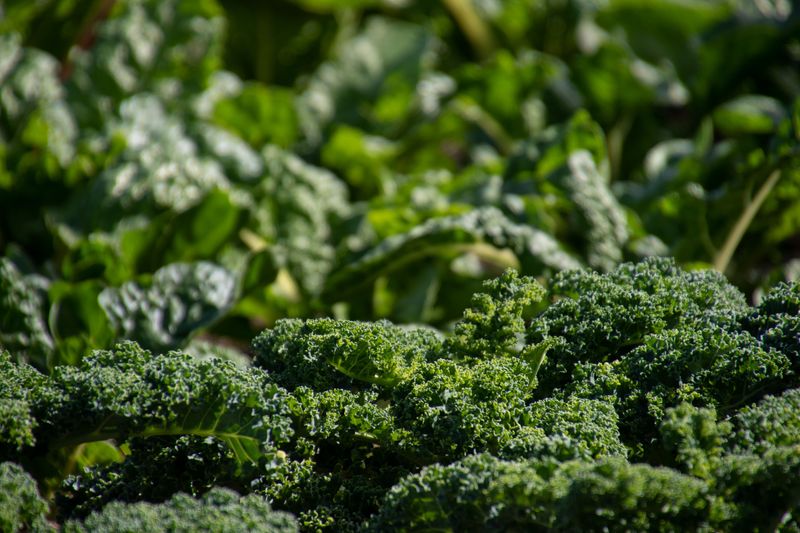 Kale