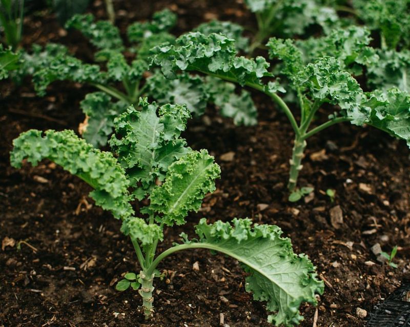 Kale Develops Sweeter Leaves After Cool Nights