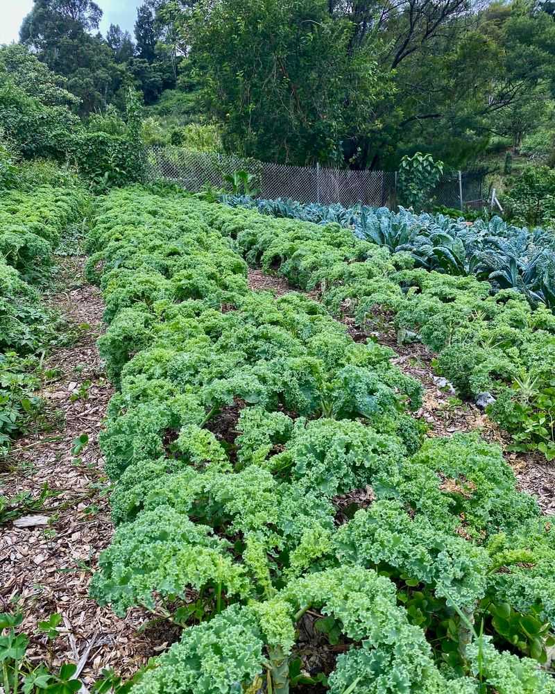 Kale Develops Well As Michigan Weather Cools