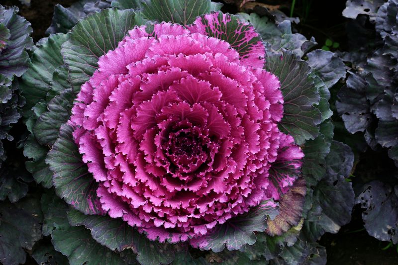 Kale (Dual-Purpose Ornamental/Edible) Kale (Dual-Purpose Ornamental/Edible)