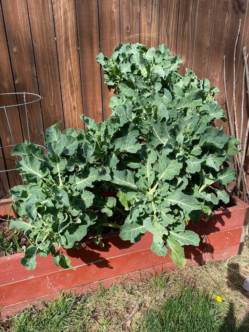 Kale For Frost Sweetness Kale For Frost Sweetness