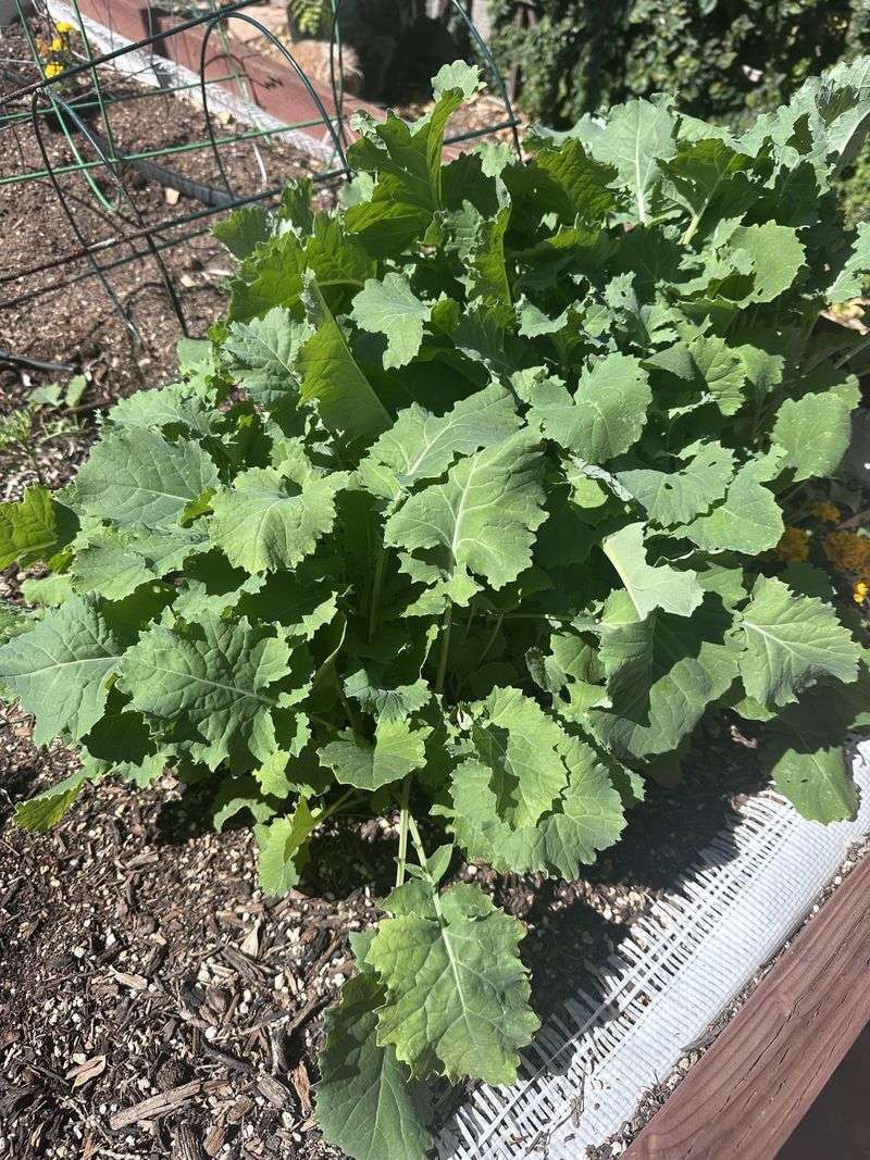 Kale For Frost Sweetness