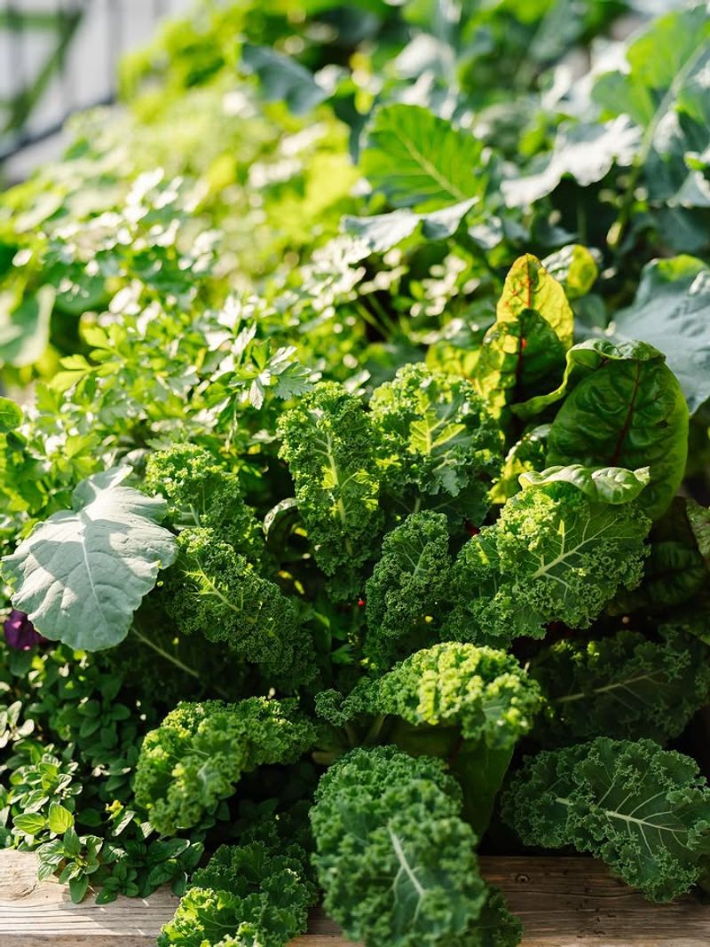 Kale Gains Better Flavor As Temperatures Drop Kale Gains Better Flavor As Temperatures Drop