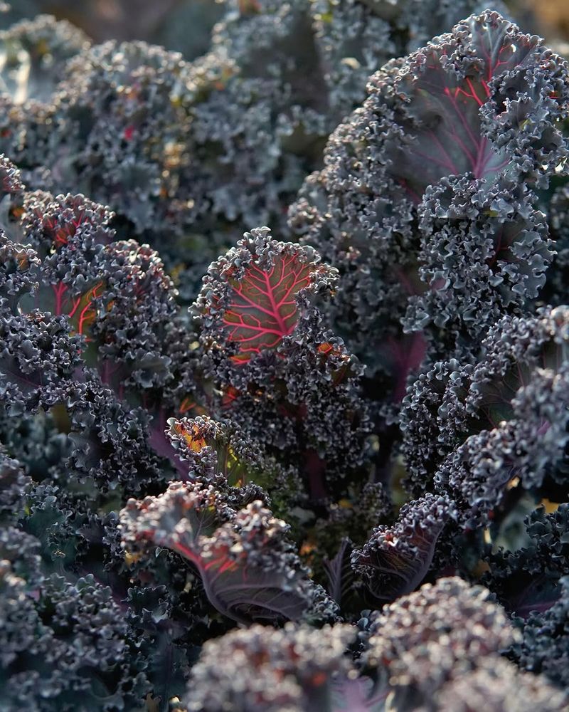 Kale Gets A Head Start For Fall Kale Gets A Head Start For Fall