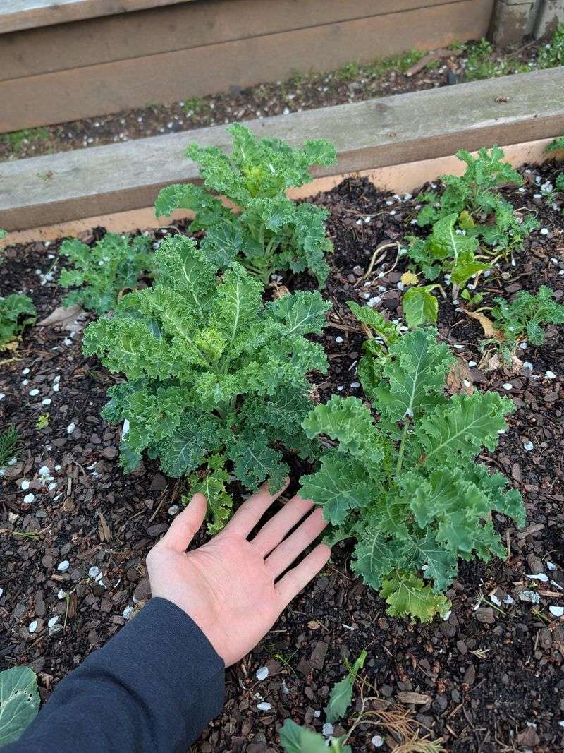 Kale Gets Better As Nights Cool