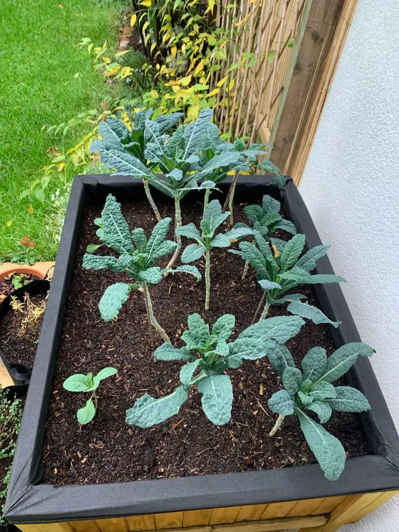 Kale Handles Cooling Fall Weather Kale Handles Cooling Fall Weather